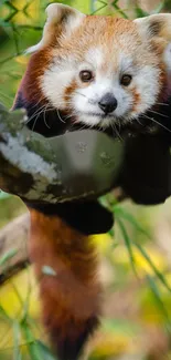 Red Panda Eye Plant Live Wallpaper