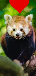 Red Panda Head Eye Live Wallpaper