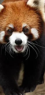 Red Panda Head Eye Live Wallpaper