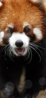 Red Panda Head Eye Live Wallpaper