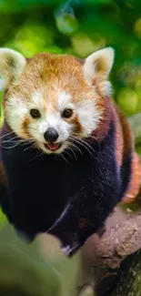 Red Panda Head Plant Live Wallpaper