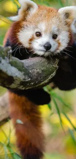 Red panda lounging on a tree branch in natural surroundings.