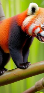 Red panda perched on bamboo in a lush green forest wallpaper.