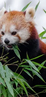 Red panda eating bamboo on a tree in vibrant nature.