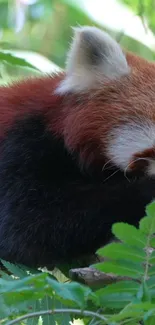 Red panda resting in lush green forest background.