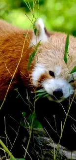 Red panda in green bamboo forest wallpaper.