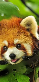 Cute red panda surrounded by green leaves.