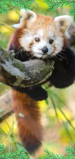 Red panda lying on a tree branch surrounded by green leaves.