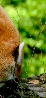 Red panda resting on a tree stump amidst lush greenery.