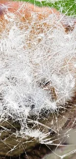 Close-up of a red panda with white texture overlay.