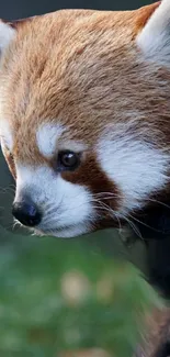 Close-up of a red panda with brown fur and white accents.