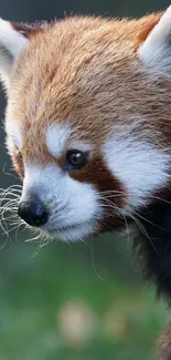 Close-up of red panda with brown fur and white markings, perfect mobile wallpaper.