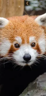 Adorable red panda with vibrant fur is the perfect mobile wallpaper.