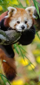 Charming red panda resting on a tree branch in a lush green forest setting.