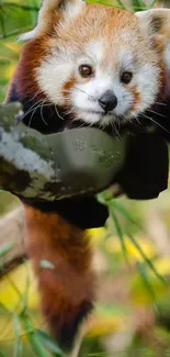 Red panda resting on a tree branch.