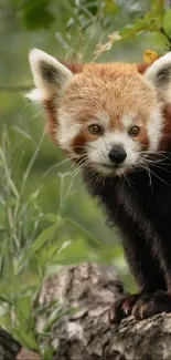 A red panda sits on a branch, surrounded by green foliage.