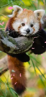 Red panda resting on tree branch with green leaves around.