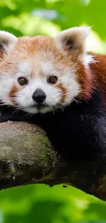 A red panda resting on a tree branch surrounded by green leaves.