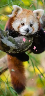 Red panda lounging on a tree branch in a forest setting.