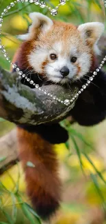 Red Panda Plant Branch Live Wallpaper