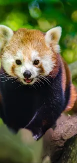 Red Panda Plant Eye Live Wallpaper