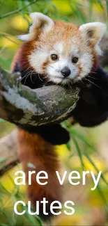 Red Panda Plant Leaf Live Wallpaper