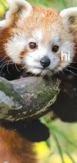 Red Panda Plant Nature Live Wallpaper