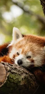 Adorable red panda resting on a tree in the forest wallpaper.