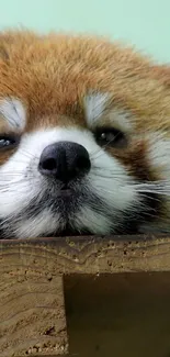 Sleeping red panda on wooden platform.