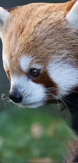 Close-up of a red panda with a warm brown and white fur highlighted in nature.