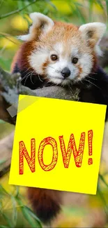 Red panda holding a yellow 'Now!' sign on a green leafy background.