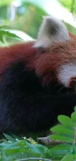 Red panda nestled among green leaves in a forest.