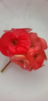 Close-up of vibrant red flowers with dewdrops on soft white background.