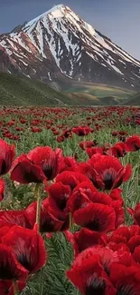 Field of red poppies with a snowy mountain backdrop.