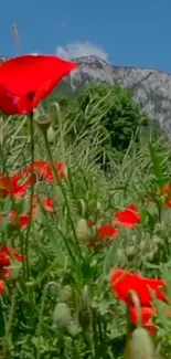 Vivid red poppies against a mountain backdrop.