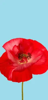 Red poppy flower on a sky blue background wallpaper.