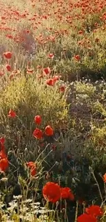 Sunlit red poppy field with lush green grass.