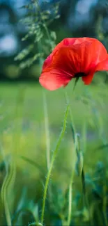 Vibrant red poppy flower in green field wallpaper.