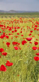 Vibrant red poppy field under a clear sky landscape.