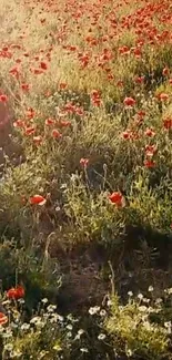 Vibrant field of red poppies under a warm summer sun.