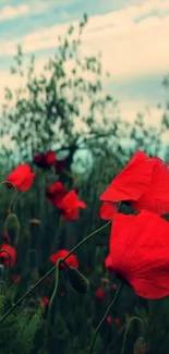 Vibrant poppy field with red flowers and green foliage under a blue sky.