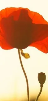 A vibrant red poppy flower against a bright background.