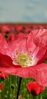 Close-up of a red poppy flower in a vibrant field under a clear sky.