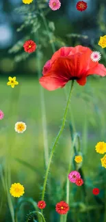 Mobile wallpaper featuring a red poppy in a green field.