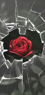 Red rose seen through broken glass on dark background.