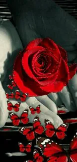 Red rose in hands with butterflies on a monochrome background.