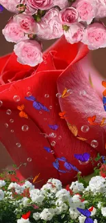 Close-up of a red rose with water droplets and pink roses above.