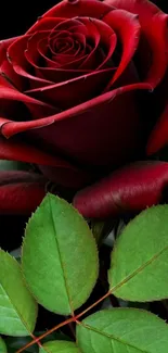 Vivid red rose with green leaves on a dark background wallpaper.