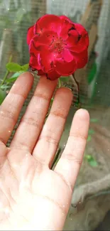 Hand holds a vibrant red rose with green leaves.