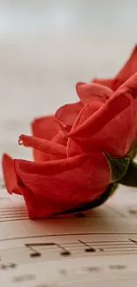 Red rose resting on music sheets wallpaper.